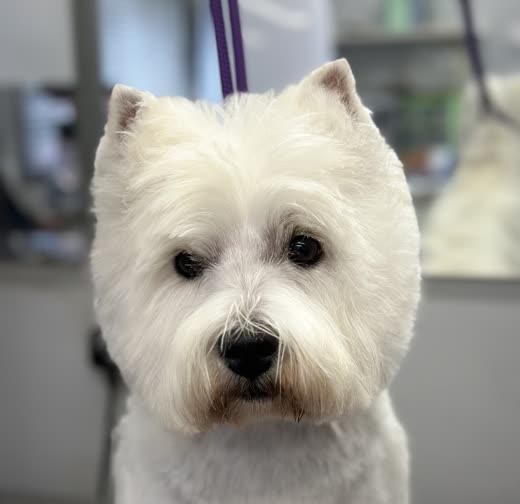 The Westie on its purple lead on the grooming table